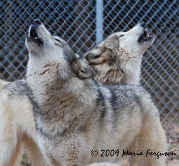 How often do you howl?