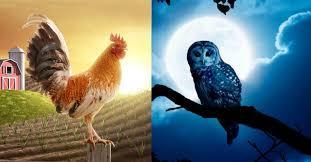 Are you a morning bird or night owl?