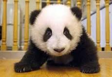Do pandas have anyblack and white fur when they're born?