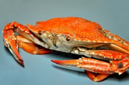 last question! How much do you like crabs?