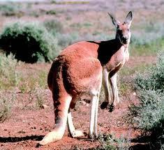 approximatly how many types of kangaroos are there