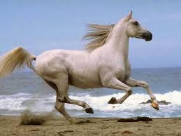 What is the name of the American Quarter horse I ride