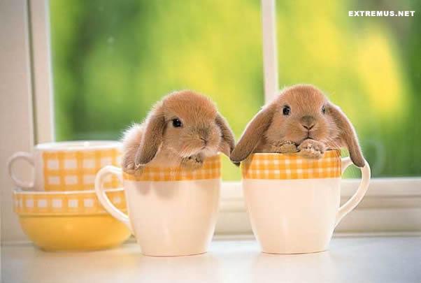 What do you think about bunnies