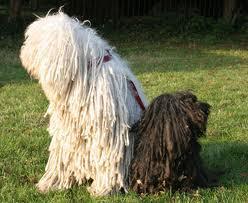 What is the main difference between a Puli and a Komondor?