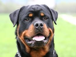 You see a little girl annoying a Rottweiler at a childrens park. A dog warden is on its way over to the huge dog. What do you do?