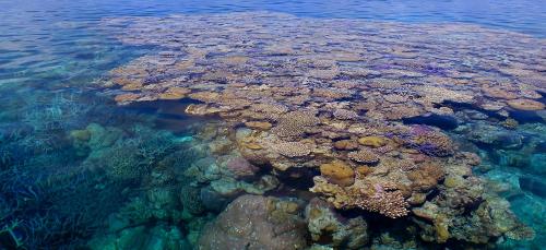 Which ocean is home to the Great Barrier Reef?