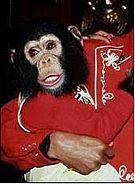 Other than Bubbles the chimp, Which other pets did Michael had?