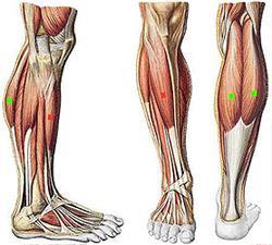Ok Ok this one is EASY ;The muscles found in the front of your thighs are known as what?