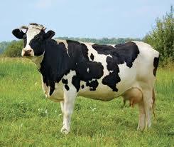 Are cows...