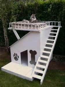 Where will you let your husky live?