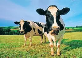 What is a male cow called?