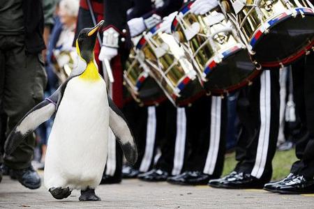 Which country knighted a penguin?