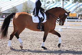 what breed is mostly used for dressage