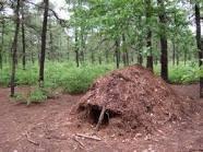 If you needed to make a shelter in the woods how would you do this?