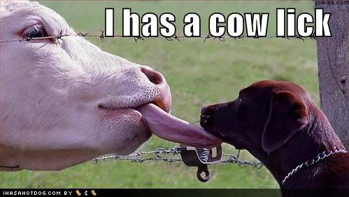 can pupies drink fresh cow milk