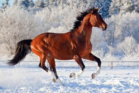 Horse are, in your opinion . . .