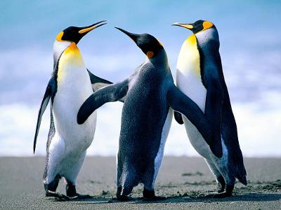do you love penguins this majorly counts