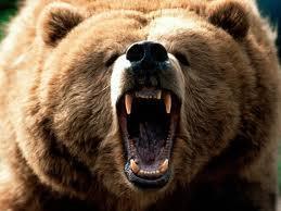 You are camping out when a bear attacks. You...