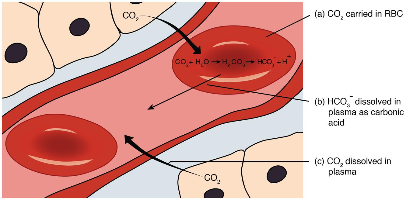 What is the general rule for breathing during aerobic exercise?