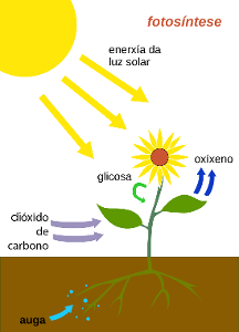 What are the products of photosynthesis?