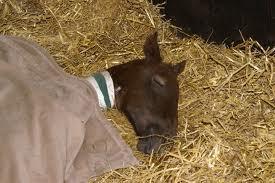 A young foal gets sick and cannot move for a couple days. Rumor has it that a band of cowboys are coming north to where you are. what do you do?