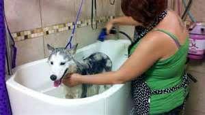 Now it gets a bit more serious, how often will you bathe your husky??