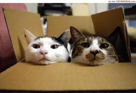 If someone offered you an Alsatian, but you had two cats, what would you do?