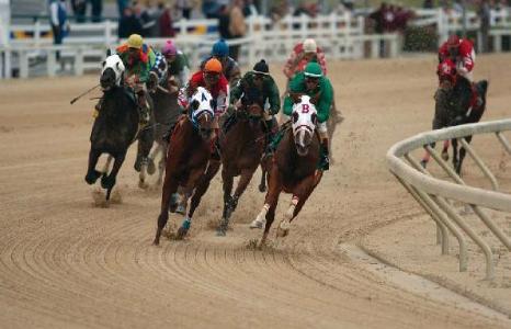 What breed races at big races such as the Belmont Stakes?