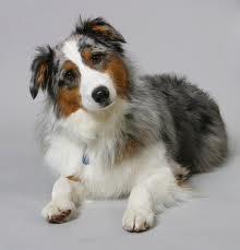 What dog is nicknamed "Aussie"?