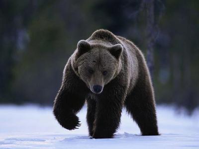 Can a bear walk on it's hind legs like a human?