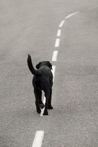 If you saw a dog in the middle of the road and a car as coming what would you do?