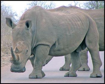 What kind of rhinoceros lives in Africa?
