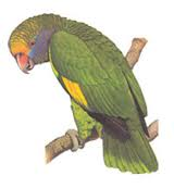 Animal from South America