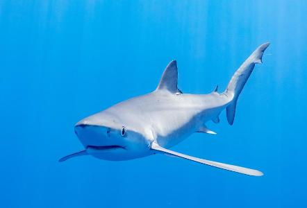 Which species of shark is known as the 'king of the ocean'?