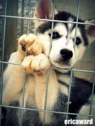 a husky is in a cage,hurt,wounded ,sad its in a bar being thrown about by lads ,a barman picks the cage up and asks you do you know how to look after it?