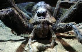 What was the name of Aragog's wife?
