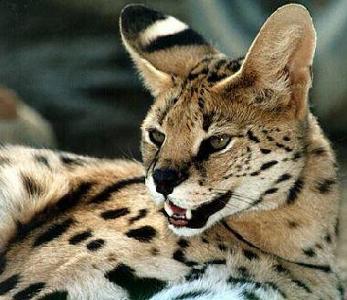 True or false? Servals have the longest legs of all wildcats.