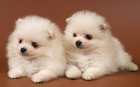 what is your fav animal?