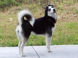 what breed is this? remeber to spell corectley ;)