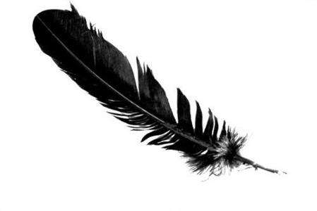You find black feathers Everywhere! What do you do?