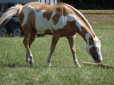 What is the name of the Palomino Paint Pony I ride?