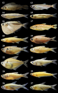 Which of the following is not a type of fish?