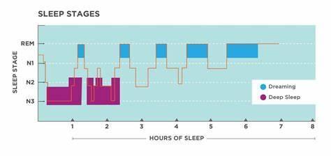 What is the term for a sudden, brief loss of muscle tone during sleep?