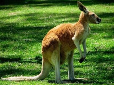 If you lift up a kangaroos tail it will fart