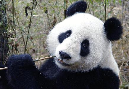 What do pandas eat besides bamboo?