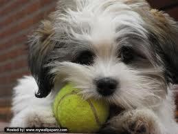 do dogs like tennis balls or chew toys best?