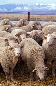 How many different kinds of sheep are there