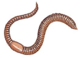 *CHALLENGE QUESTION* What is the name of the organ in an earthworm from which liquid waste is excreted?