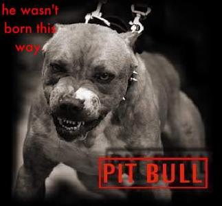 what are pitbulls used badly for