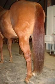 What's the part called at the top of a horse/Ponies tail?